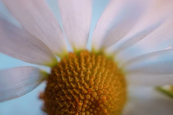 Vita Prästkrage Blomma Kronblad — Stockfoto