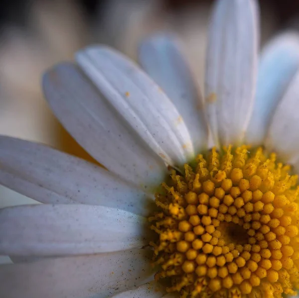                                beyaz papatya çiçek yaprakları