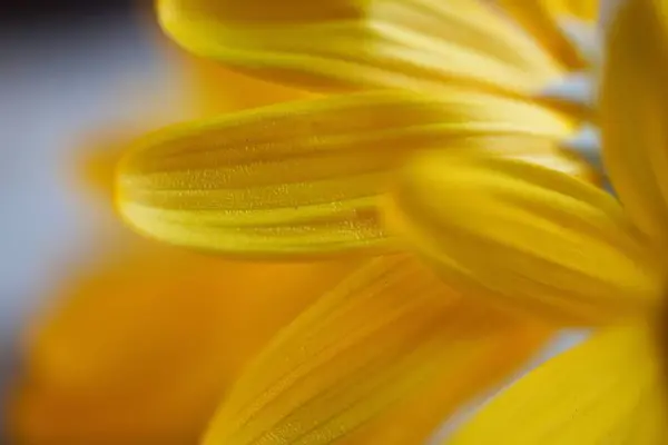 Gelbe Blütenblätter Dekorativ — Stockfoto