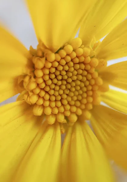 Pétalas Flores Amarelas Decorativas — Fotografia de Stock