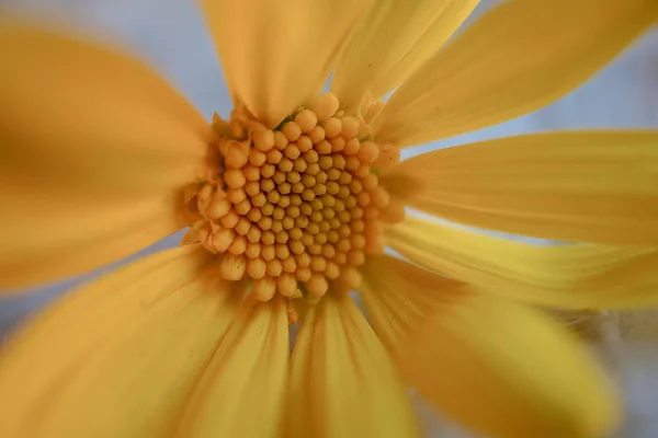 Gul Blomma Växt Kronblad Dekorativa — Stockfoto