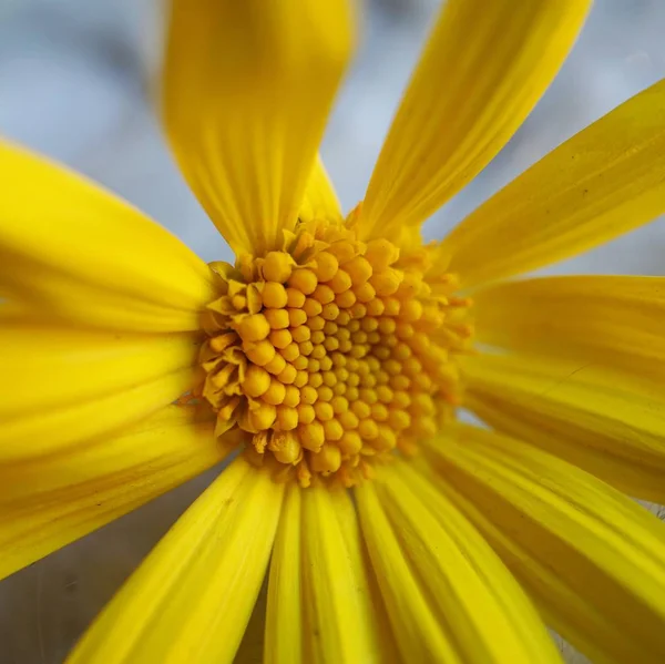 Gele Plant Bloemblaadjes Decoratieve — Stockfoto