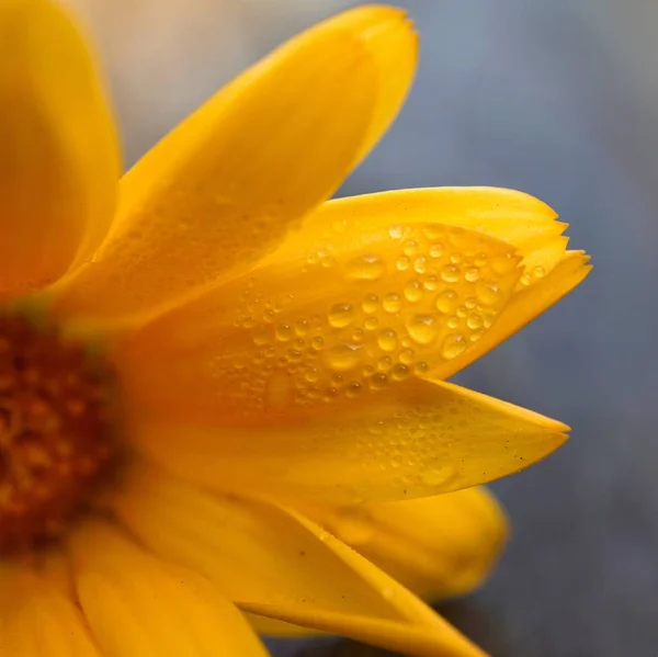 Orange Blomma Växt Kronblad — Stockfoto