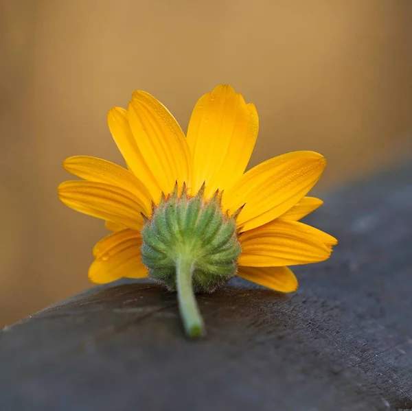 Flor Naranja Planta Pétalos — Foto de Stock