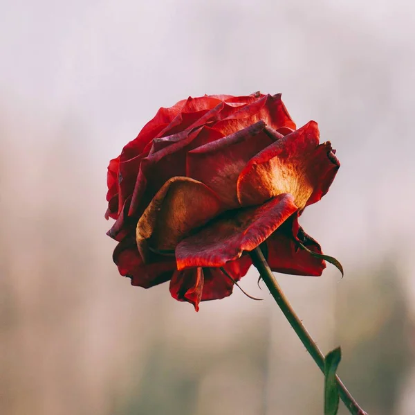 Rose Rouge Plante Fleur Dans Jardin — Photo