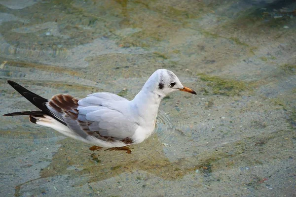 Pássaro Gaivota Branca Água — Fotografia de Stock