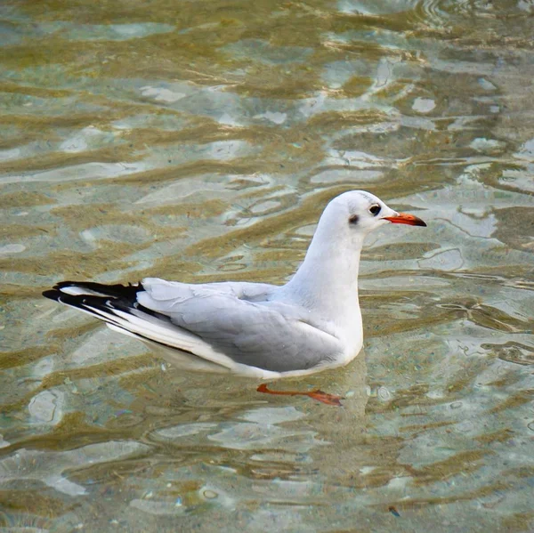 Pájaro Gaviota Blanca Agua — Foto de Stock