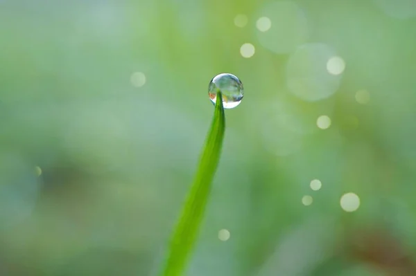 Gocce Sulle Foglie Erba Verde — Foto Stock