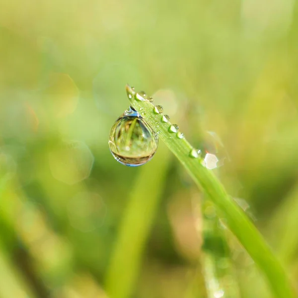 Gocce Sulle Foglie Erba Verde — Foto Stock