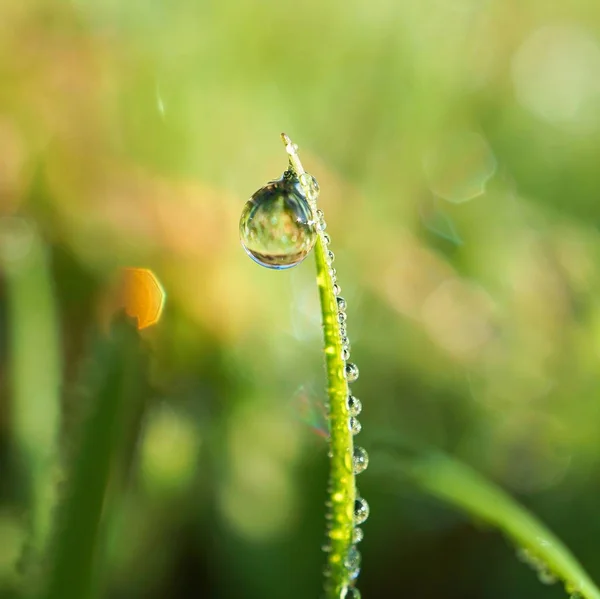 Gocce Sulle Foglie Erba Verde — Foto Stock