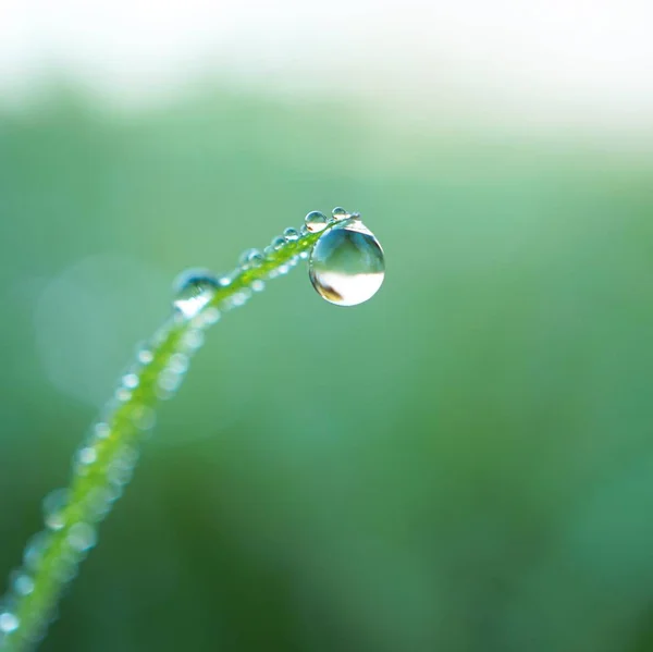 Gocce Sulle Foglie Erba Verde — Foto Stock