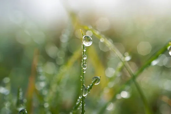 Gocce Sulle Foglie Erba Verde — Foto Stock