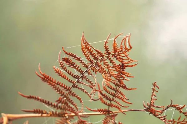 Barna Páfrány Növény Levél Textúra — Stock Fotó