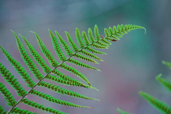 Groene Fern Plant Blad Textuur — Stockfoto
