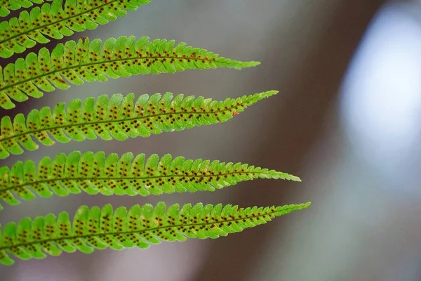 Groene Fern Plant Blad Textuur — Stockfoto