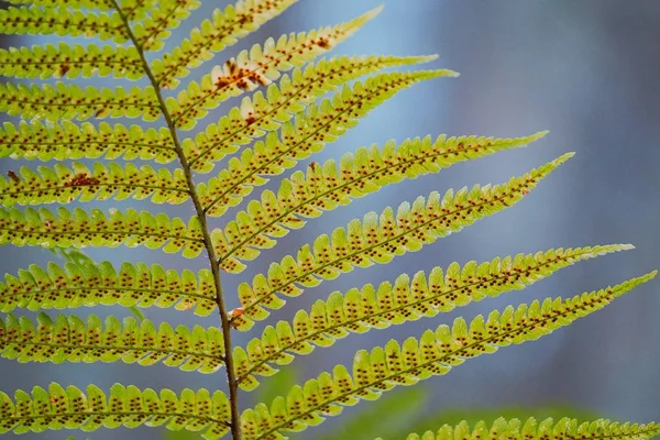 Páfrány Növény Levél Textúra — Stock Fotó