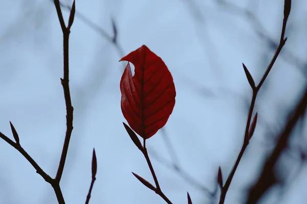 自然界の茶色の木の葉 — ストック写真
