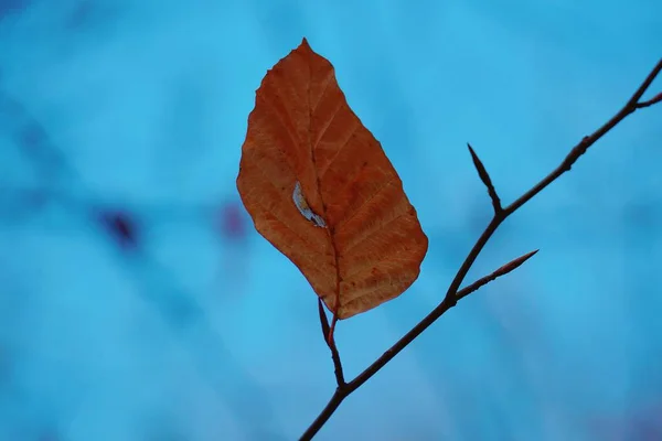 自然界中的褐树叶子 — 图库照片