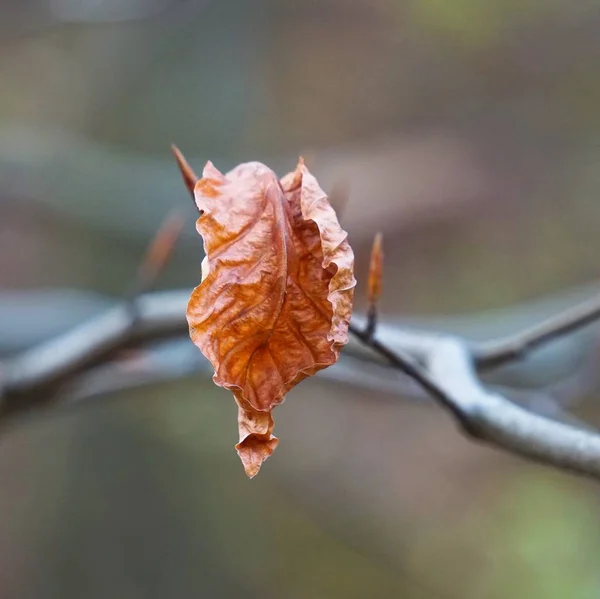 Braunes Baumblatt Der Natur — Stockfoto
