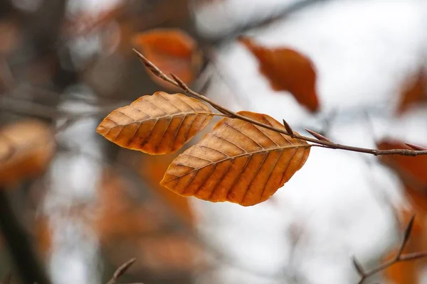 Hoja Árbol Marrón Naturaleza — Foto de Stock