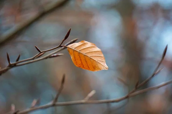 Brunt Träd Löv Naturen — Stockfoto