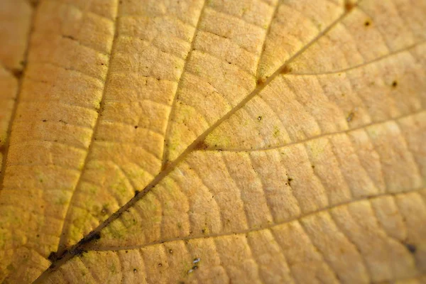 Doğada Kahverengi Ağaç Yaprağı — Stok fotoğraf