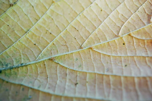 自然界の茶色の木の葉 — ストック写真
