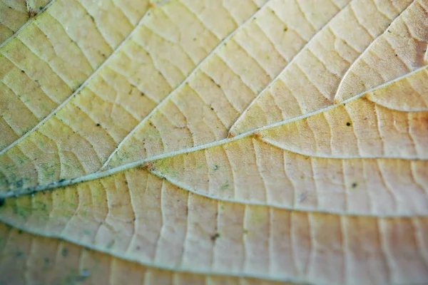 Feuille Arbre Brun Dans Nature — Photo