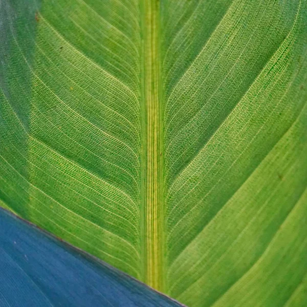 自然界中的绿树叶子 — 图库照片