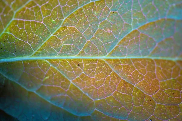 Hojas Árboles Verdes Naturaleza — Foto de Stock