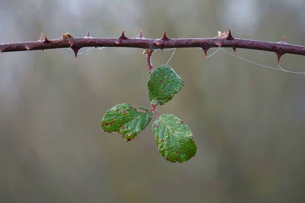 Gröna Plantblad Trädgården — Stockfoto