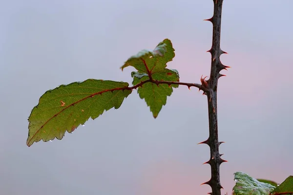 Zelené Listy Rostlin Zahradě — Stock fotografie