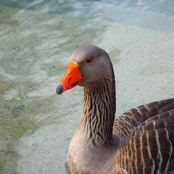 Goose Anka Vattnet Sjön — Stockfoto