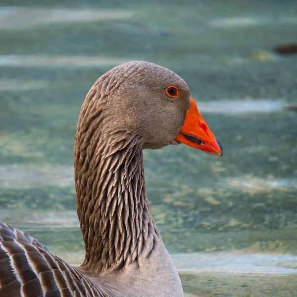 湖中的水中的鹅鸭 — 图库照片