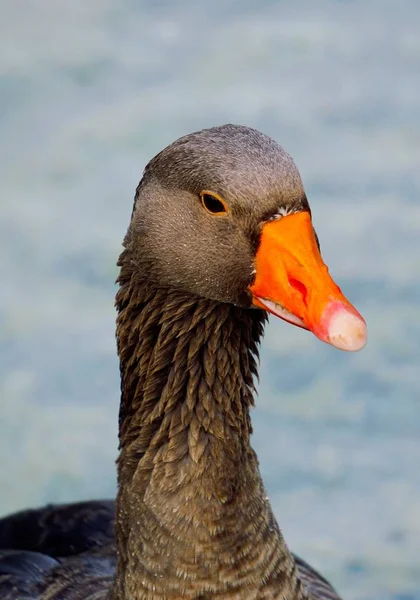 Gänsenente Wasser See — Stockfoto