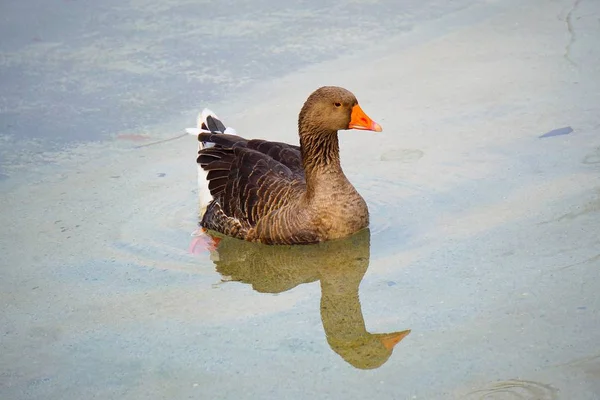 湖中的水中的鹅鸭 — 图库照片