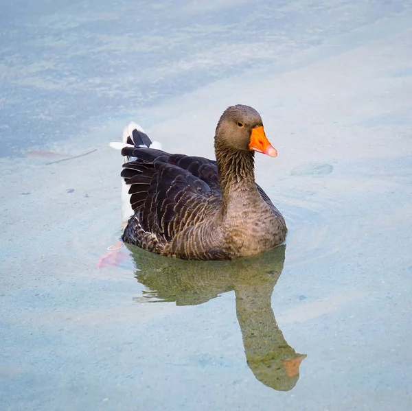 Canard Oie Dans Eau Dans Lac — Photo