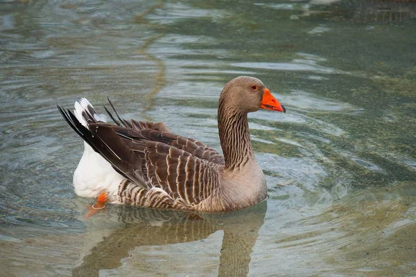 Pato Ganso Agua Lago —  Fotos de Stock