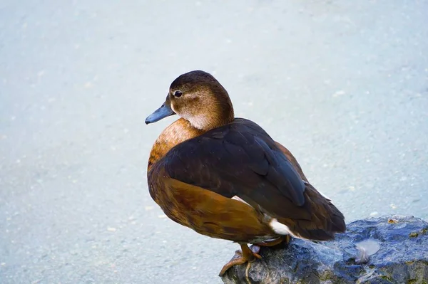 Goose Duck Water Lake — Stock Photo, Image