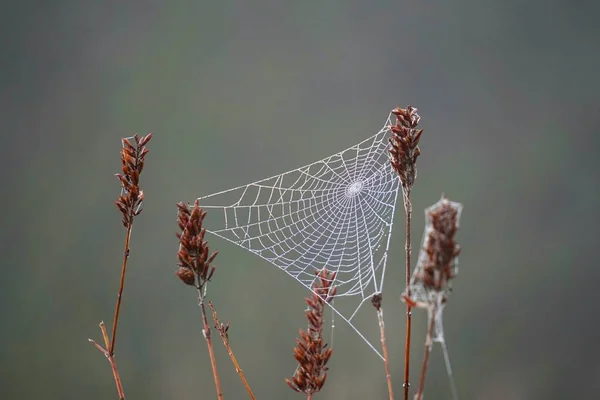 Plante Fleur Dans Nature — Photo