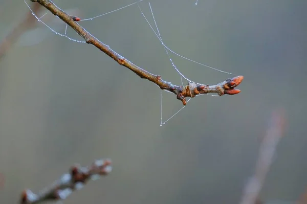 Plante Fleur Dans Nature — Photo