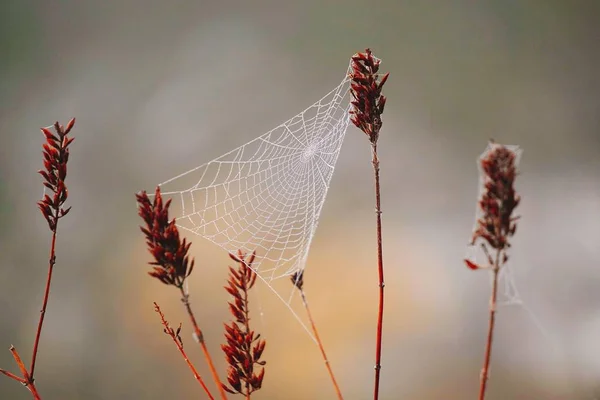 Plante Fleur Dans Nature — Photo