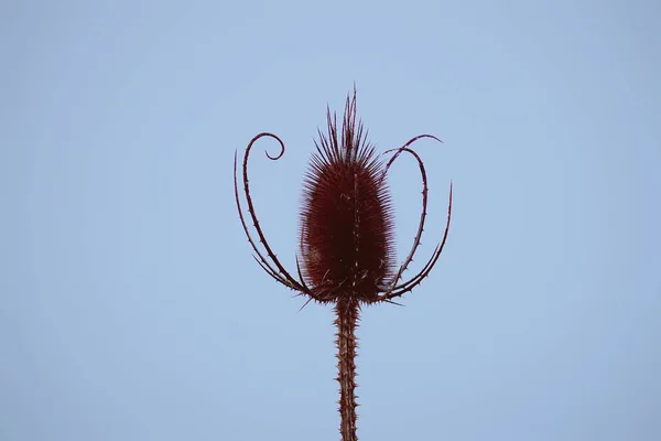 Blomma Växt Naturen — Stockfoto