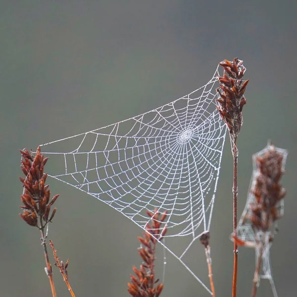 Plante Fleur Dans Nature — Photo