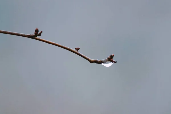 Kwiat Roślina Naturze — Zdjęcie stockowe