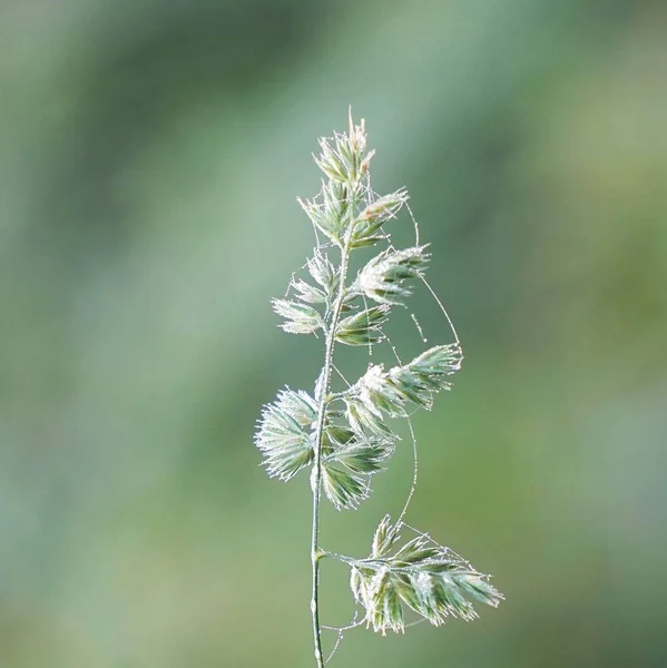 Plante Fleur Verte Dans Jardin — Photo