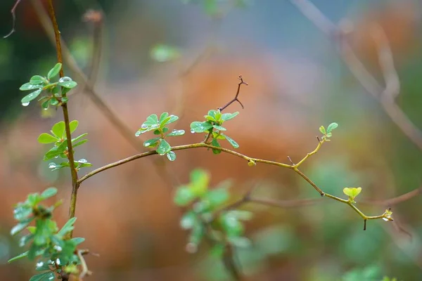 Зеленый Цветок Саду — стоковое фото