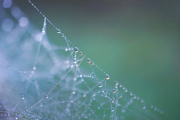 Gotas Teia Aranha — Fotografia de Stock