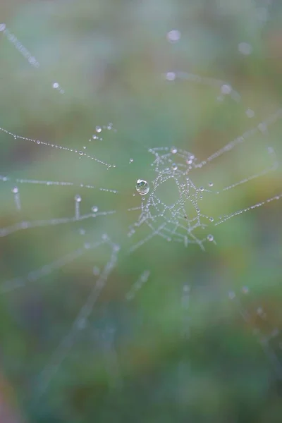 Tropfen Auf Dem Spinnennetz — Stockfoto