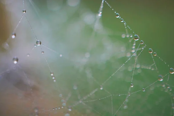 Gotas Tela Araña —  Fotos de Stock